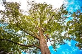 Best Root Management and Removal  in Sunnyside, GA
