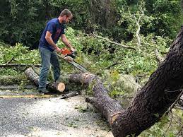 Best Tree Trimming and Pruning  in Sunnyside, GA