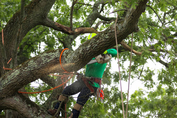 Best Emergency Tree Removal  in Sunnyside, GA