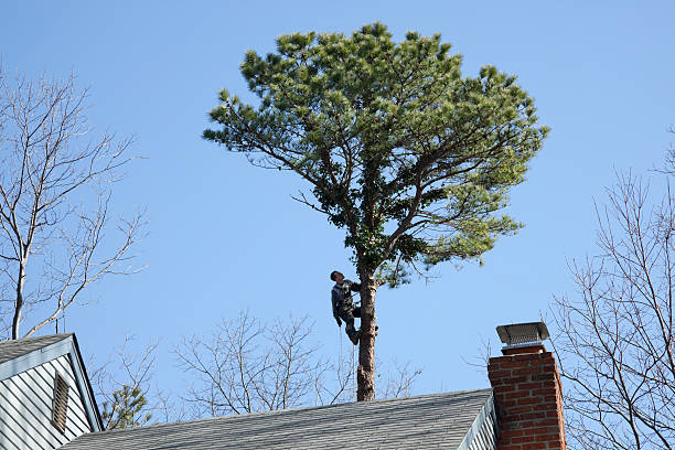 Best Firewood Processing and Delivery  in Sunnyside, GA