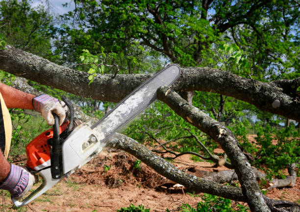 Trusted Sunnyside, GA Tree Care Experts